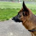 Brown and black German Shepherd dog standing on a concrete path with grassy background.